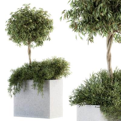 植物盆栽-3